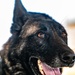 82nd CAB K9 Training