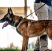 82nd CAB K9 Training