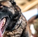 82nd CAB K9 Training