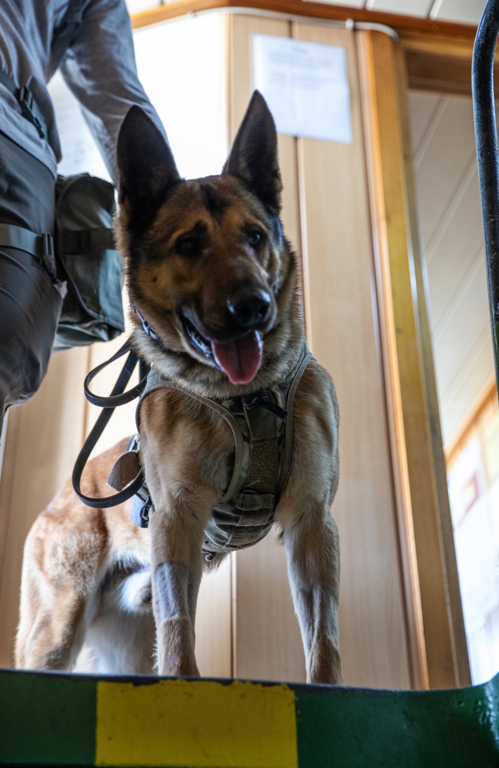 A U.S. military working dog looks on as U.S. MARSOC Marines assist in tactical site exploitation of a simulated seized vessel with Georgian Coast Guard and Georgian special operations forces soldiers during Trojan Footprint 24