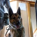 A U.S. military working dog looks on as U.S. MARSOC Marines assist in tactical site exploitation of a simulated seized vessel with Georgian Coast Guard and Georgian special operations forces soldiers during Trojan Footprint 24