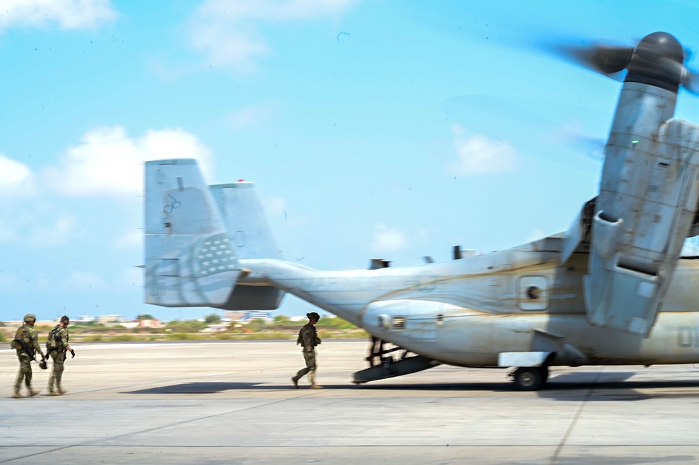 &quot;Mastering the Skies: Osprey Training Takes Flight!&quot;