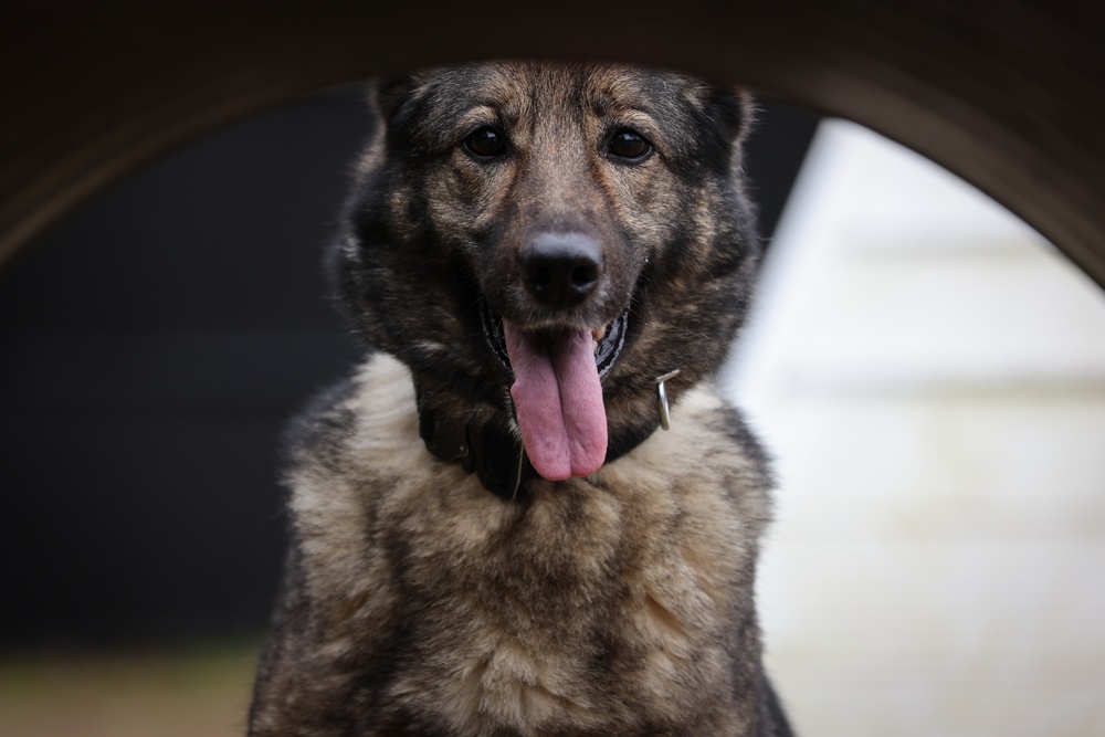 Meet Your Army: Military Working Dog Handler recognized for hard work