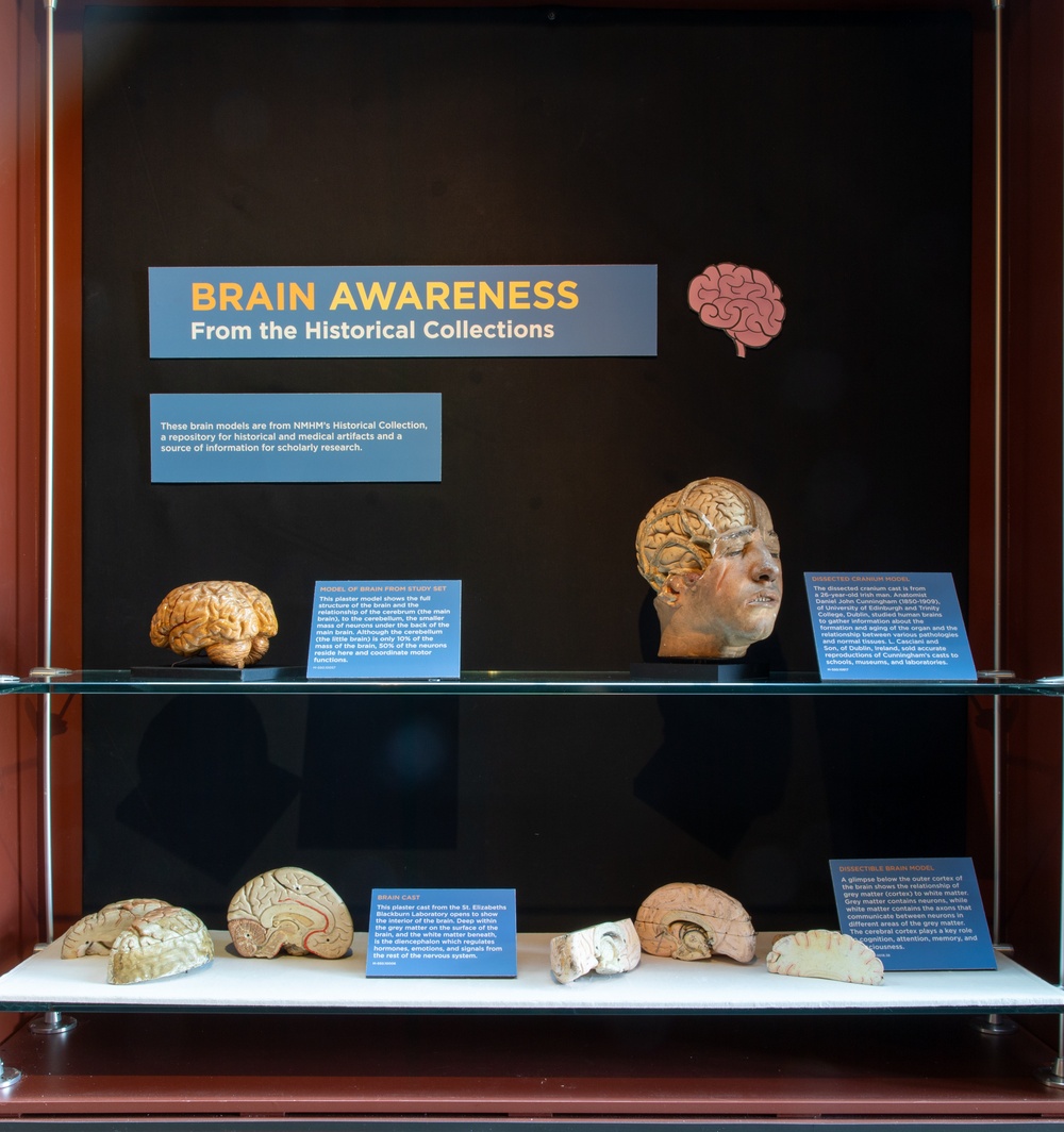 2024 Brain Awareness Exhibit