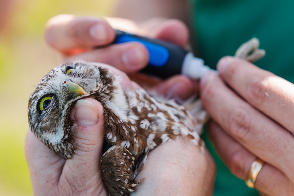 Burrowing owl released at MacDill