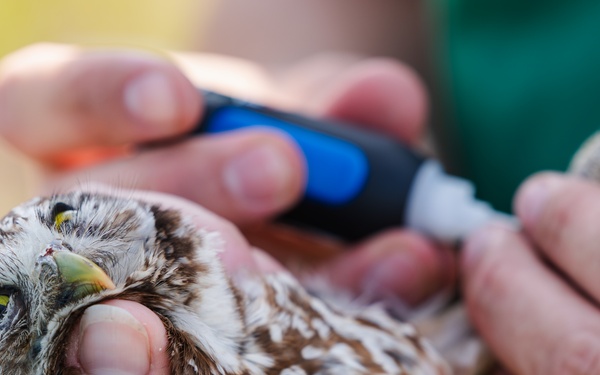 Burrowing owl released at MacDill