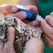 Burrowing owl released at MacDill