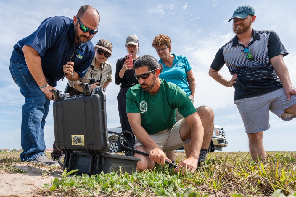 Burrowing owl released at MacDill