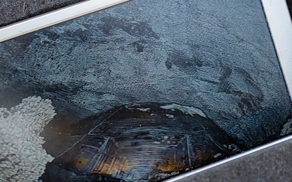 Burrowing owl released at MacDill