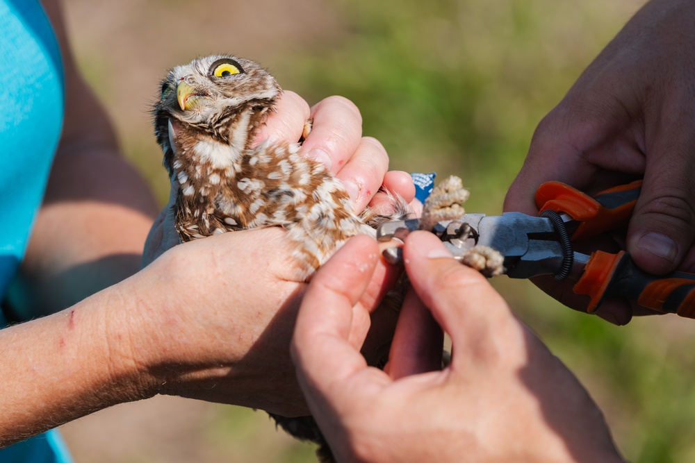 Burrowing owl released at MacDill