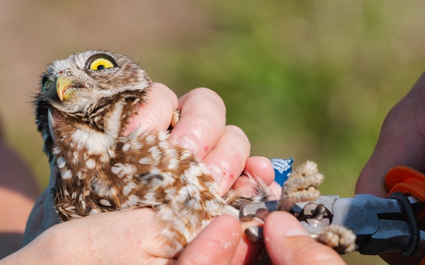 Burrowing owl released at MacDill