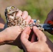 Burrowing owl released at MacDill