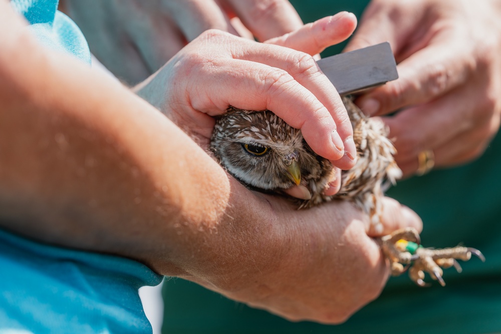 Burrowing owl released at MacDill