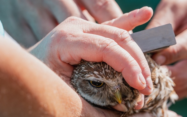 Burrowing owl released at MacDill