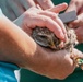 Burrowing owl released at MacDill