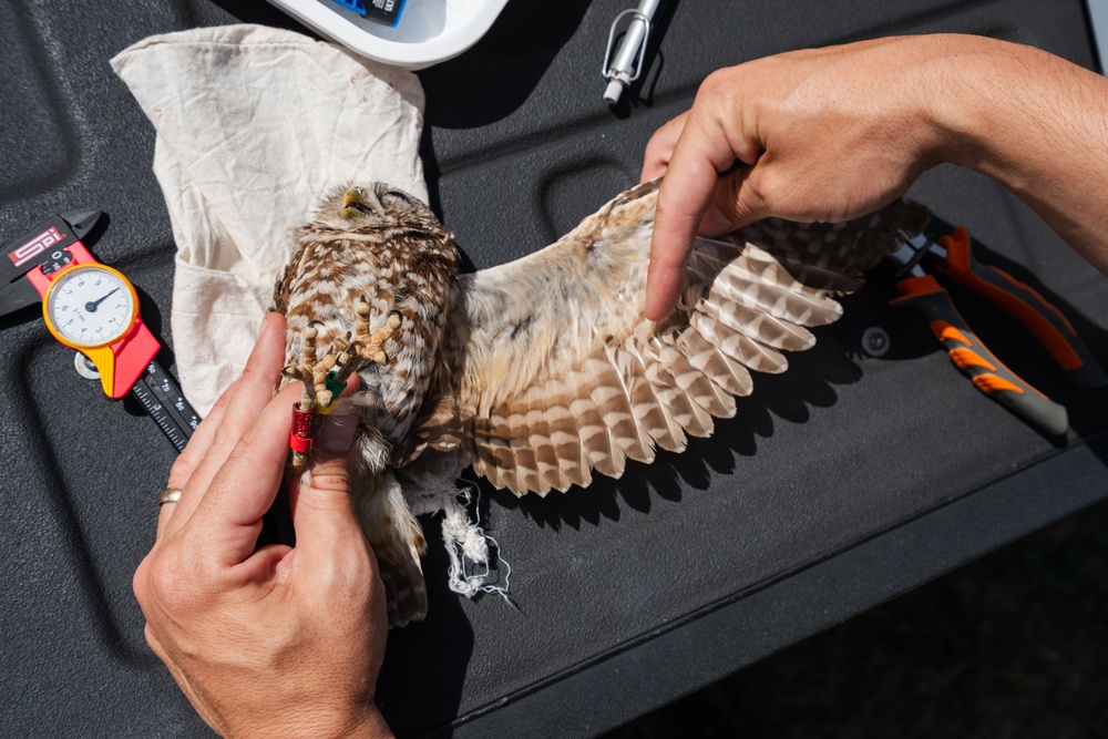 Burrowing owl released at MacDill