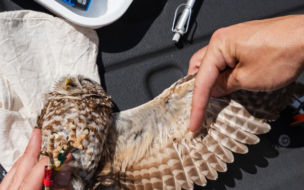 Burrowing owl released at MacDill