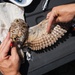 Burrowing owl released at MacDill