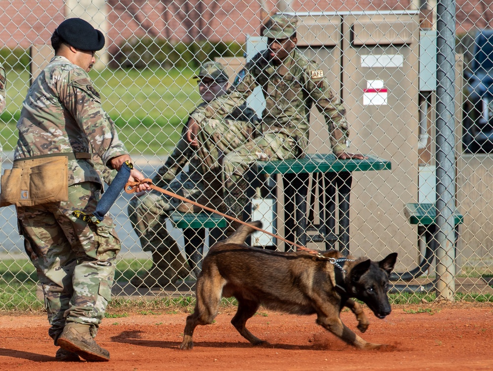 Military Working Dog Training Demonstration