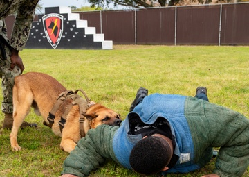 81st FSS and NCBC host demonstration for National K-9 Veterans Day.