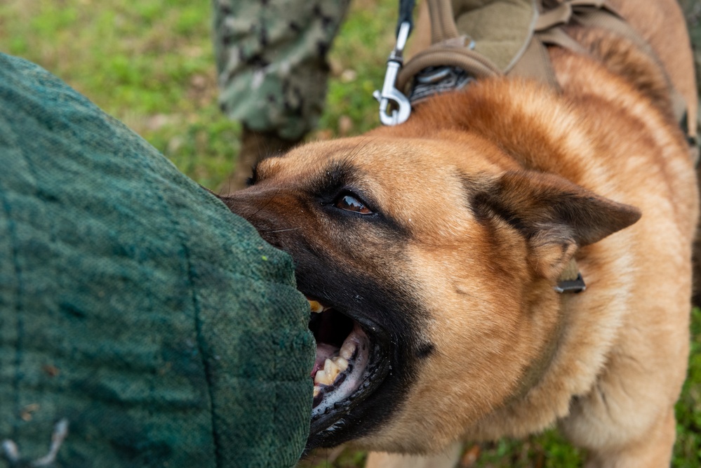 81st FSS and NCBC host demonstration for National K-9 Veterans Day.