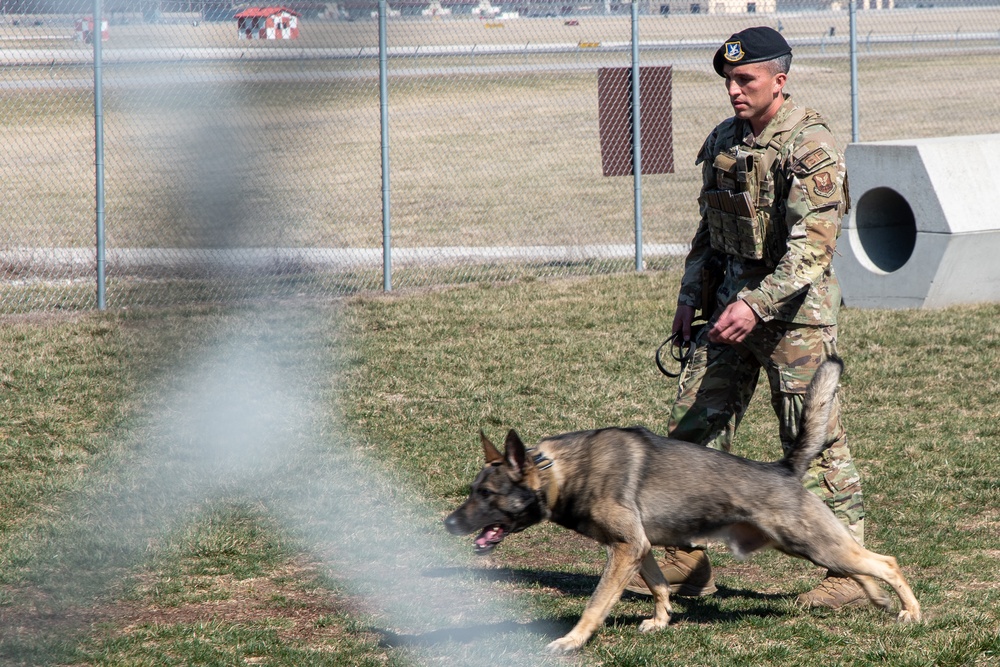 509th SF trains working dogs