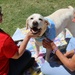 For the love of Canines