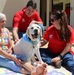 For the love of Canines