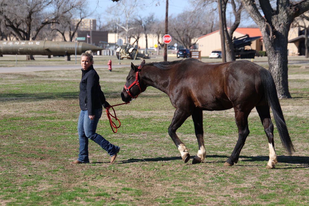 Horse Whisperer