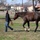 Horse Whisperer