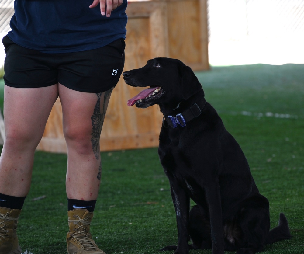 CJTF-HOA &amp; Camp Lemonnier Host K9 Veterans Day 5K &amp; Military Dog Demonstrations