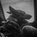 82nd CAB K9 Familiarization Flight