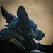 82nd CAB K9 Familiarization Flight