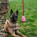 Whiteman Air Force Base Military Working Dogs Training