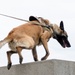 509th SFS Military Working Dogs