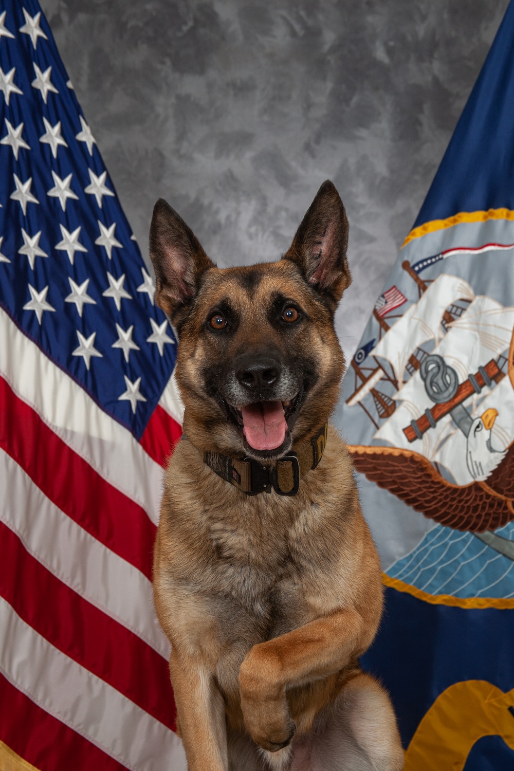 CFAY Military Working Dog Studio Portrait