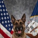 CFAY Military Working Dog Studio Portrait