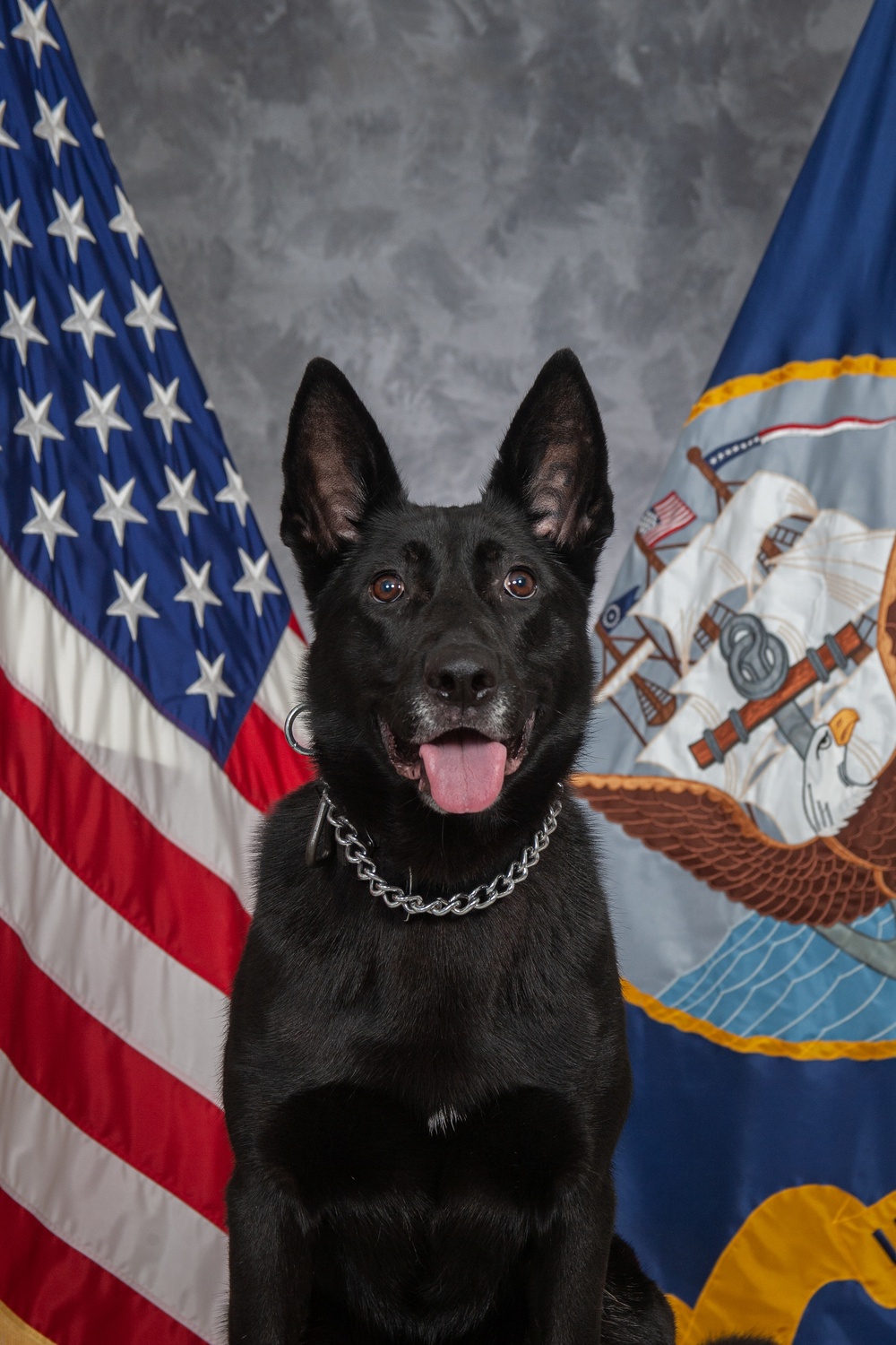 CFAY Military Working Dog Studio Portrait