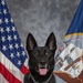 CFAY Military Working Dog Studio Portrait