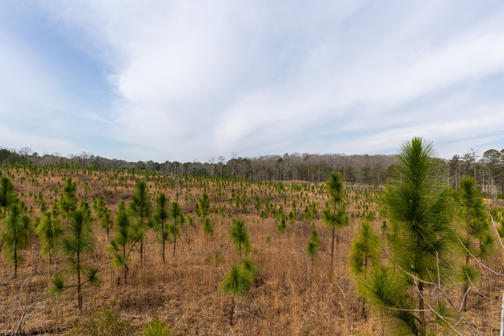 Regeneration in Progress: Young Long Leaf Pines in Forestry Management Area