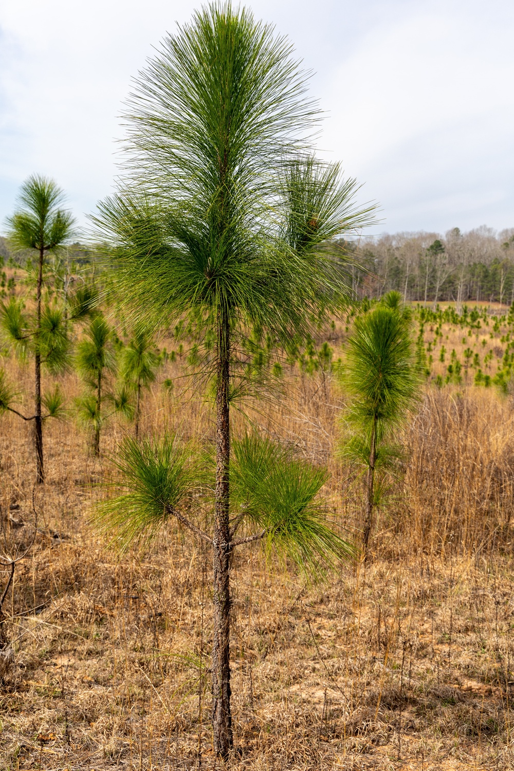 New Growth: Young Long Leaf Pine Stand Tall in Restoration Area