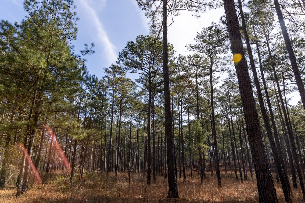 Sunlight Filters Through a Tranquil Pine Forest