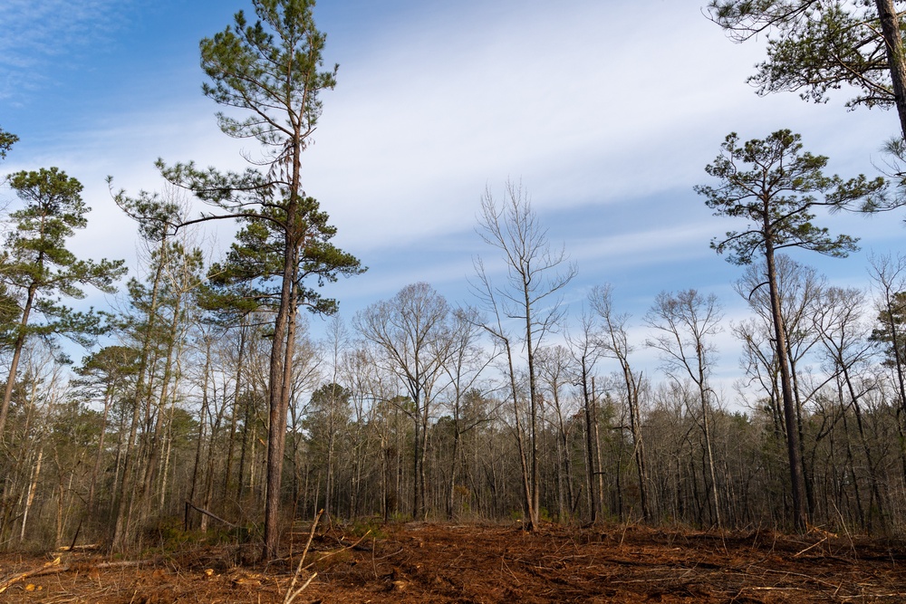 Forest Landscape Undergoing Management for Ecological Health