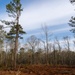 Forest Landscape Undergoing Management for Ecological Health