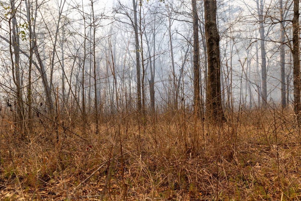 Preparation Stage: Forest Management Area Before Controlled Burn