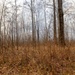 Preparation Stage: Forest Management Area Before Controlled Burn