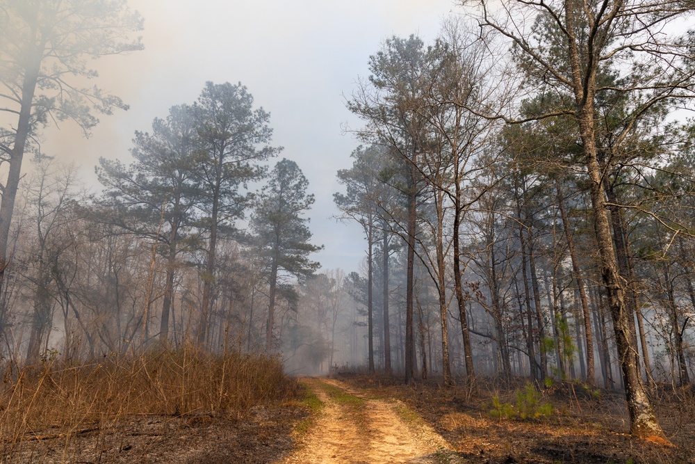 Controlled Burn Pathway: A Journey Through Managed Forestlands