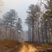 Controlled Burn Pathway: A Journey Through Managed Forestlands