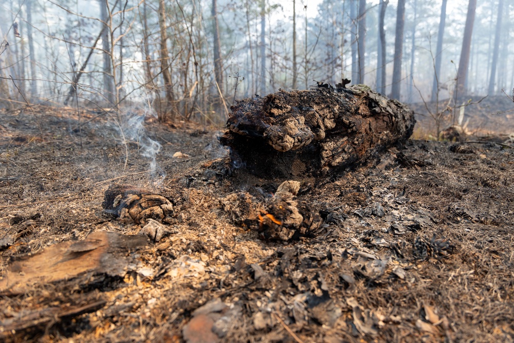 Aftermath of a Prescribed Burn: Smoldering Logs and Renewal