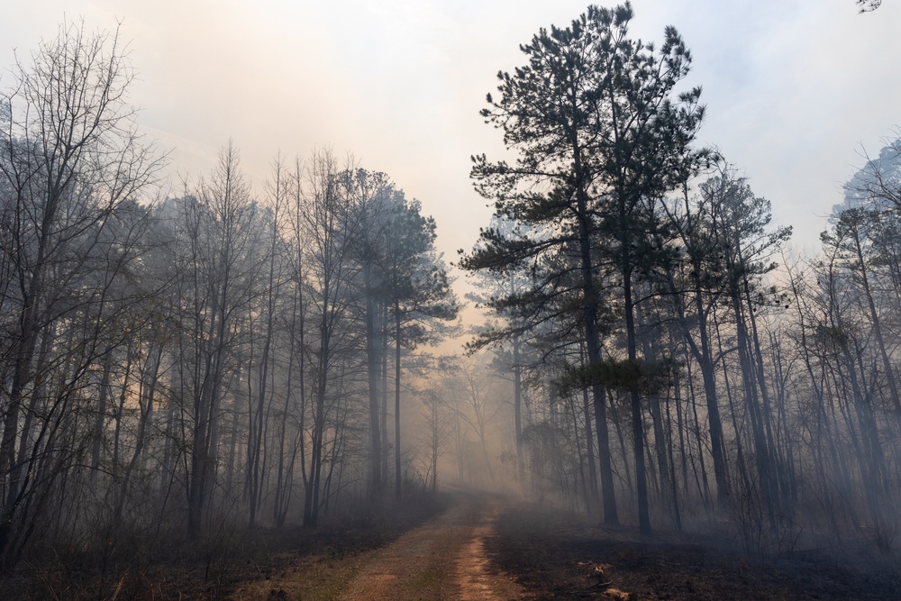 Forest Road Amidst Prescribed Burn Haze